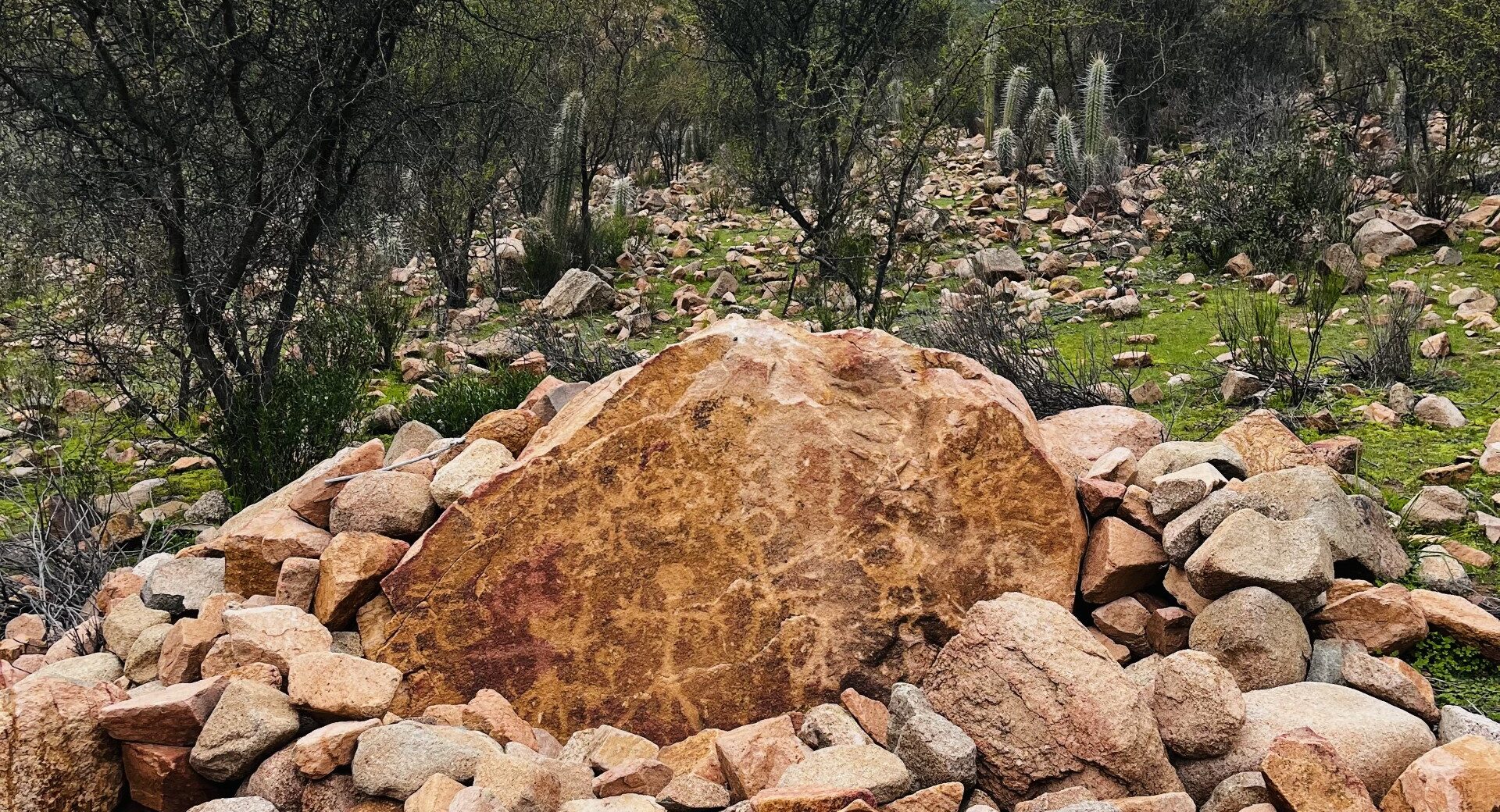 Explorando el primer bosque arbóreo mediterráneo esclerófilo de Chile