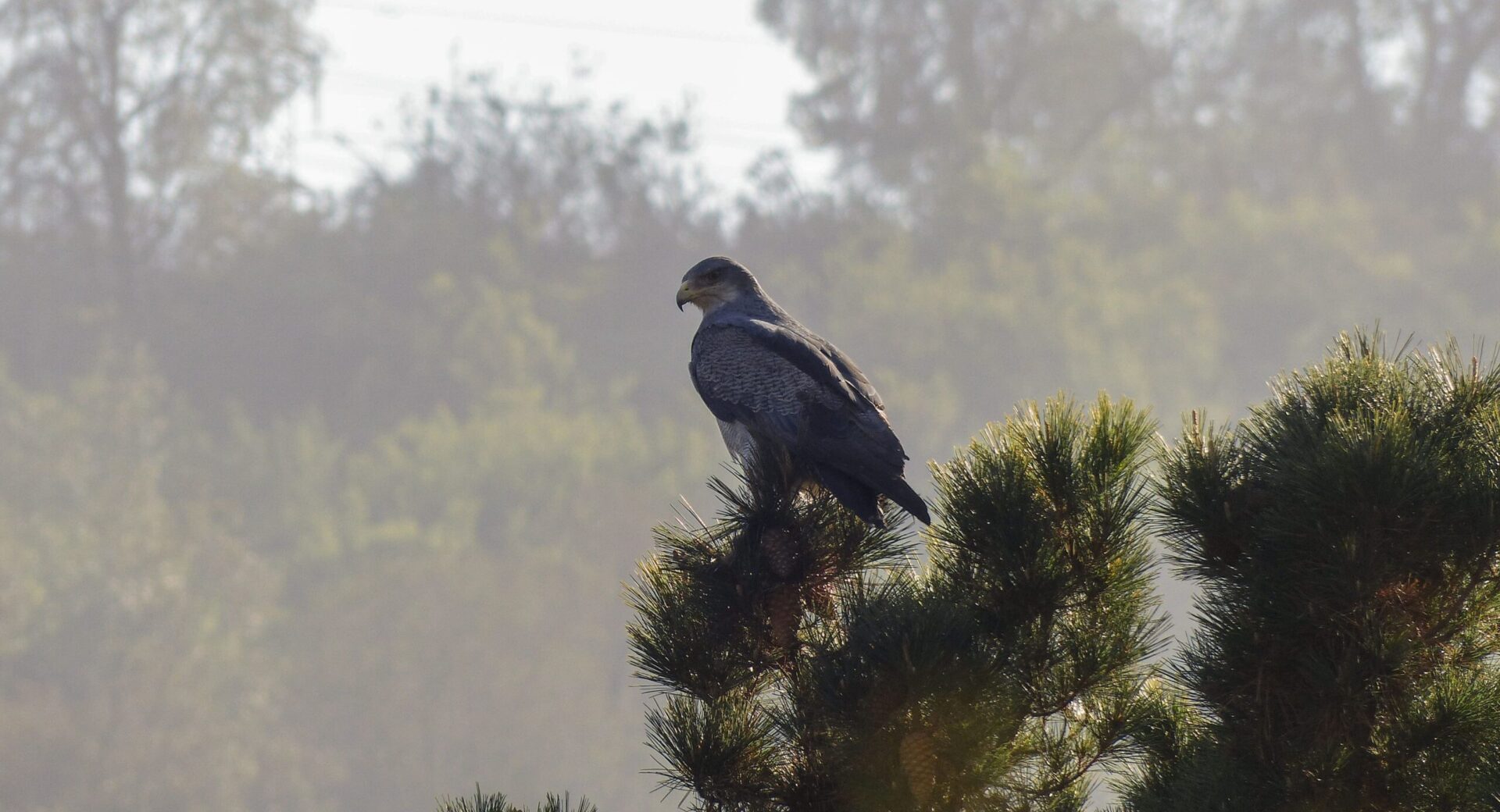 Avistamiento de aves en el Parque Aguas de Ramón