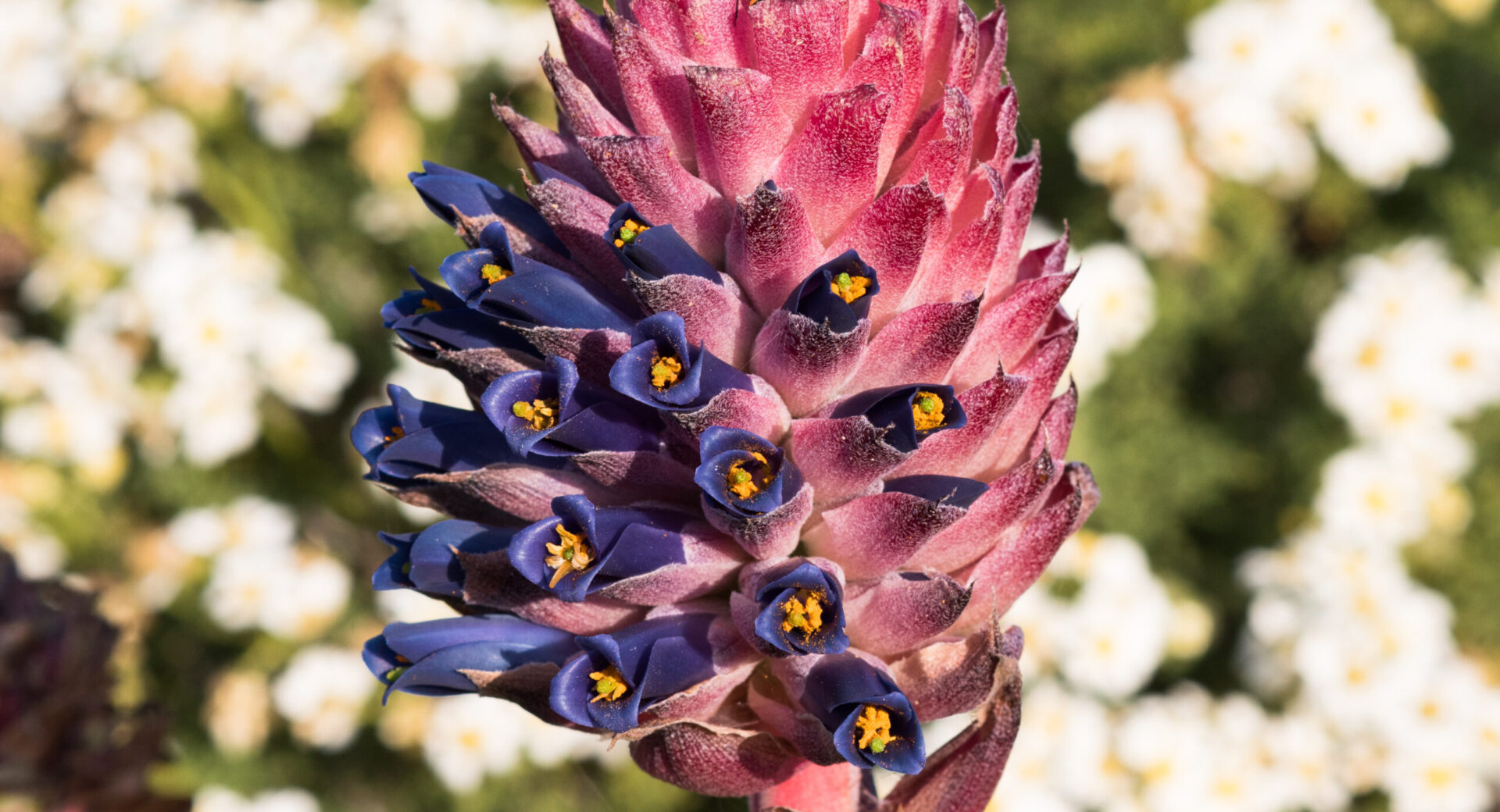 Vamos a fotografiar y reconocer las flores del Cerro de la Cruz en Zapallar