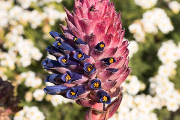 Vamos a fotografiar y reconocer las flores del Cerro de la Cruz en Zapallar