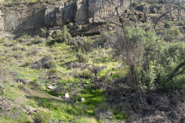 Descubriendo la fauna del Parque La Giganta, con énfasis en los mamíferos